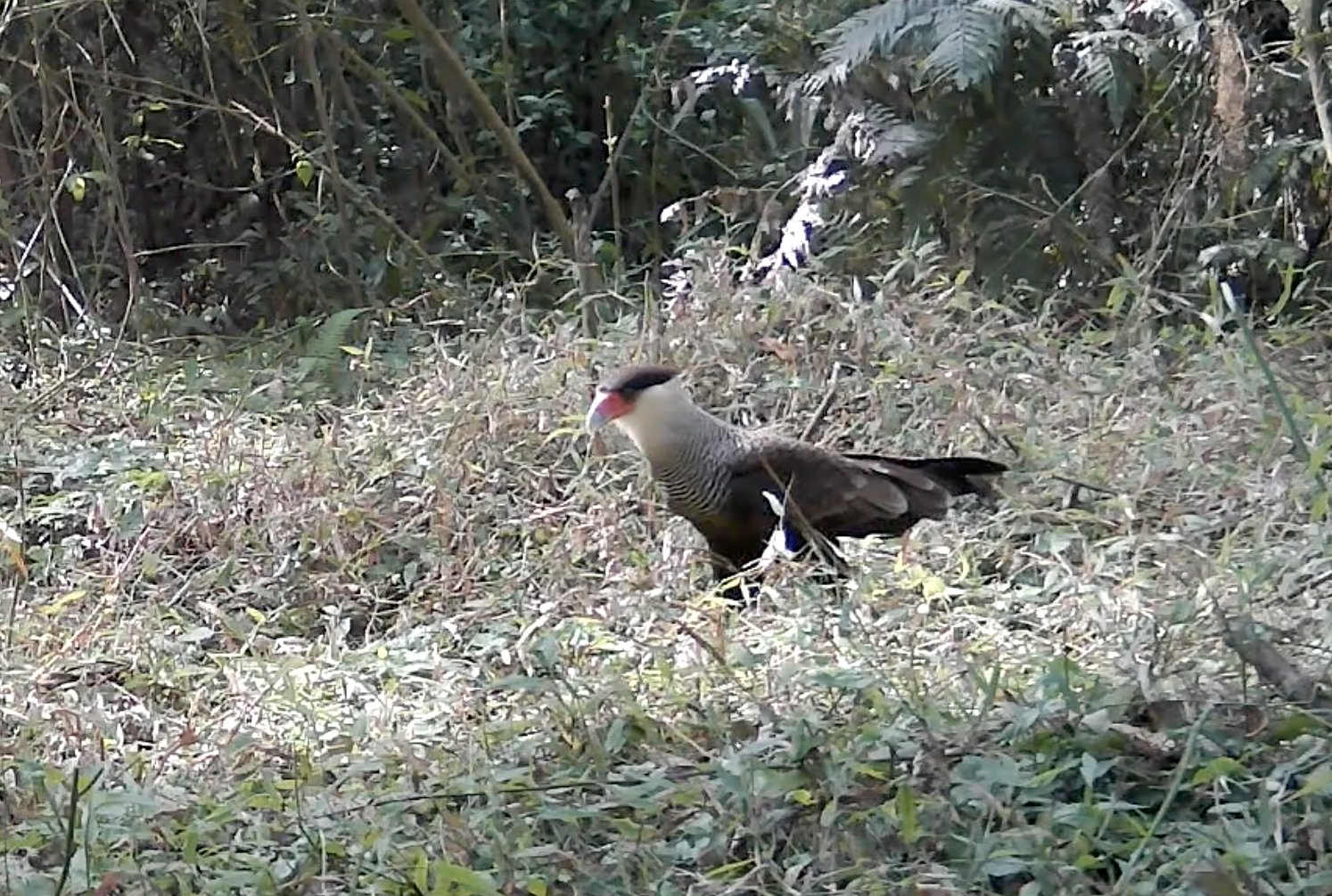 Southern crested caracara standing in open grassland within the reserve