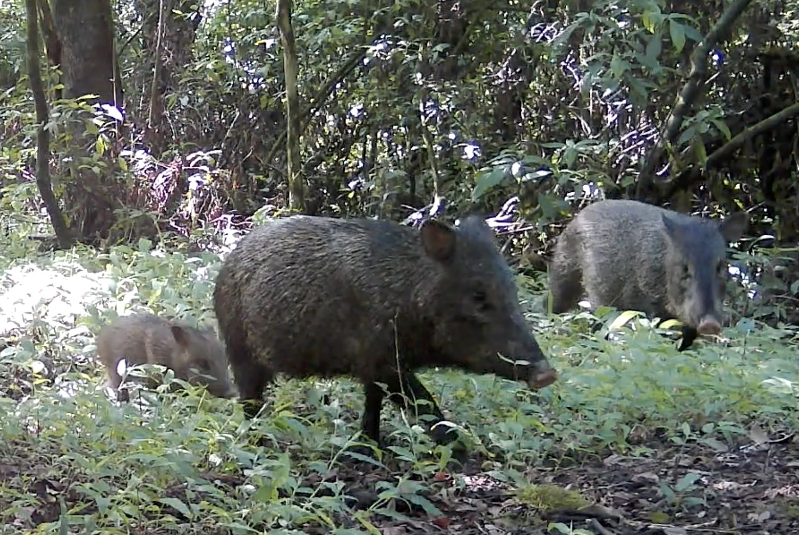 Peccaries moving together through La Falda's understory