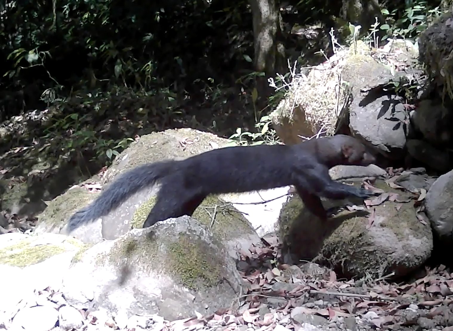 Tayra leaping across rocks in the Yungas forest