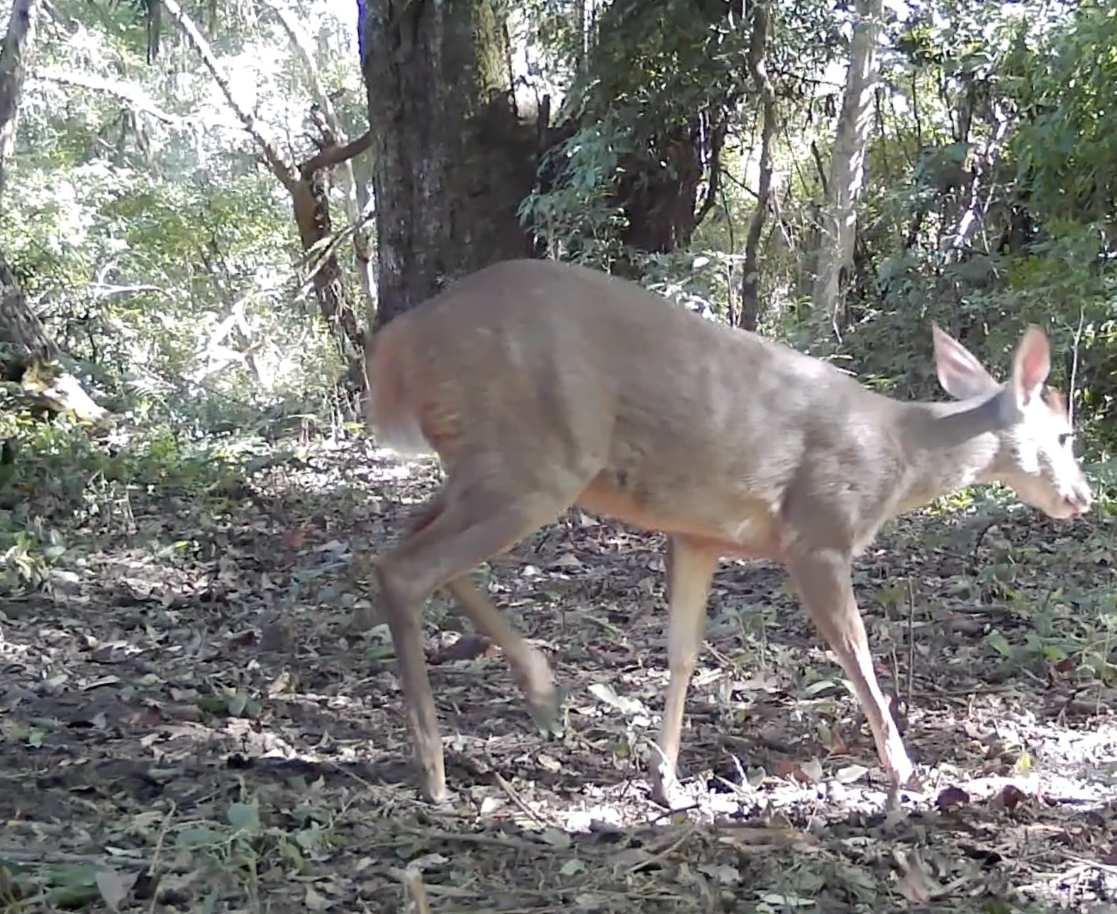 Brown brocket deer walking through the native forest of La Falda