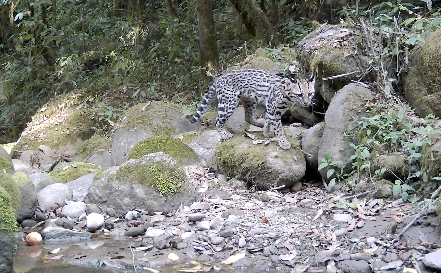 Native wild cat moving through a Yungas stream — captured by one of La Falda's camera traps