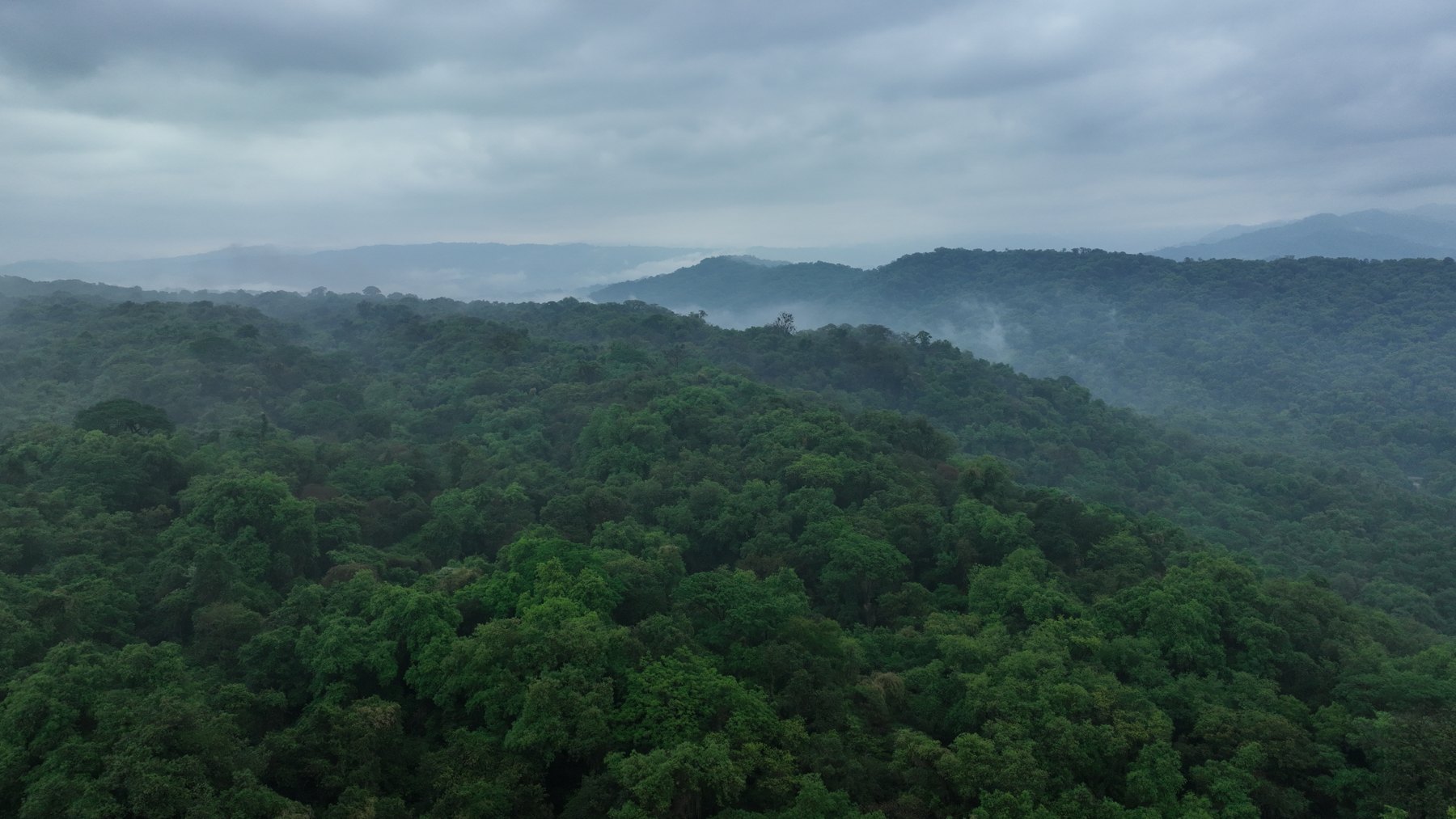 Aerial view of La Falda — intact Yungas forest stretching across the Aconquija range